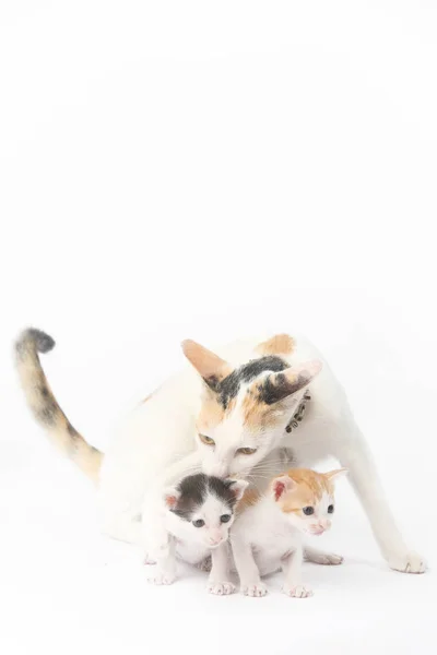 Protectora madre gato con sus dos bebés — Foto de Stock