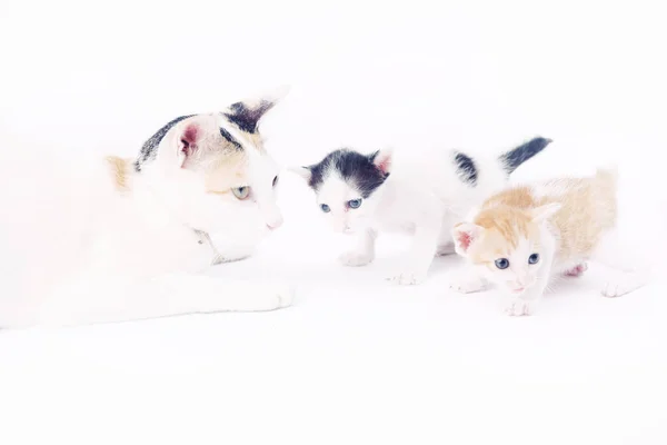 Protetora mãe gato com seus dois bebês no fundo branco — Fotografia de Stock