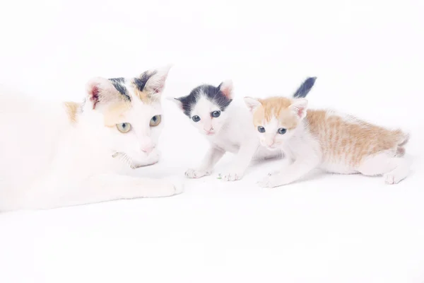 Korumacı bir anne kedi beyaz zemin üzerine iki bebekleri ile — Stok fotoğraf