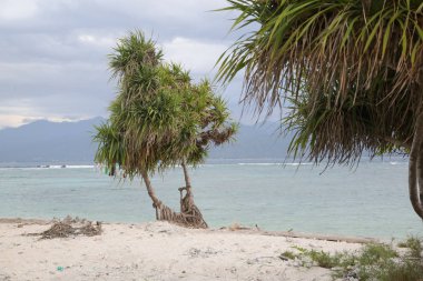 Ağaç güzel tropik sahilde