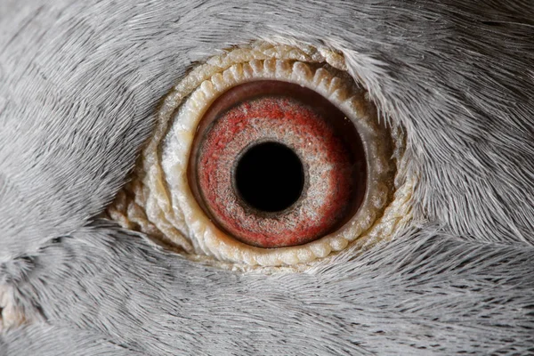 Yarış Güvercini Gözü Görüntüsünü Kapat — Stok fotoğraf