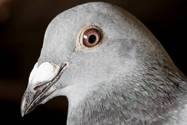 Kopfschuss Bild Der Renntaube — Stockfoto