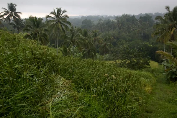 Rýžová Pole Jatiluwih Bali Během Období Dešťů — Stock fotografie