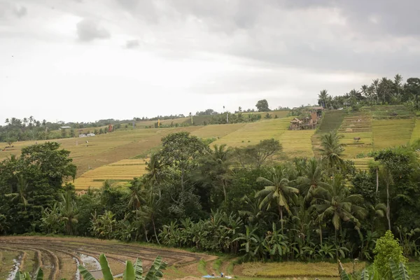 Yağmur Mevsiminde Jatiluwih Bali Pirinç Tarlaları — Stok fotoğraf