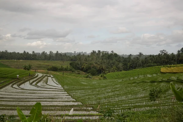 Рисовые Поля Джатилуви Бали Сезон Дождей — стоковое фото