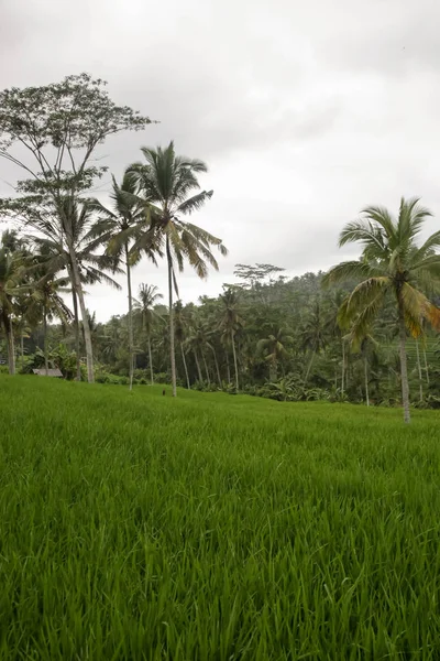 Rýžová Pole Jatiluwih Bali Během Období Dešťů — Stock fotografie