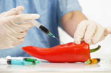 Kırmızı biber iğnesine iğne batırma, genetik mühendislik ürünü gıda konsepti.