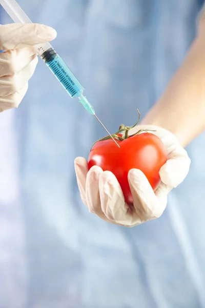 Closeup of needle injected into red tomato, Genetically engineered food concept