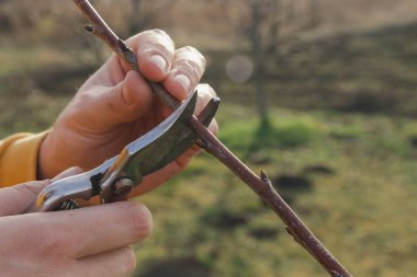 Ağaç budama sırasında güneşli kış günü