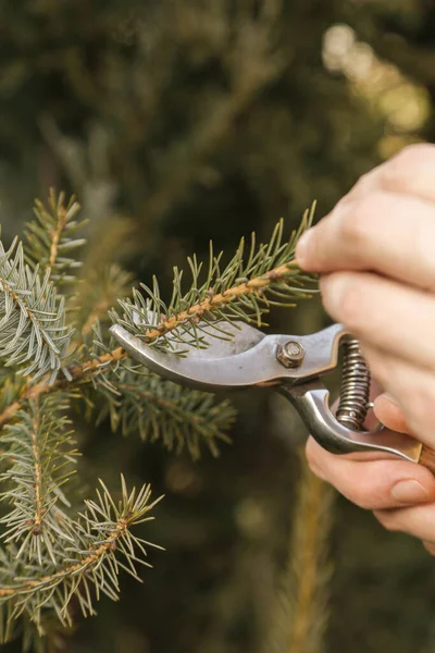 Snoeien Tijdens Zonnige Winterdag Close Handen Snoeien Afschuiving — Stockfoto