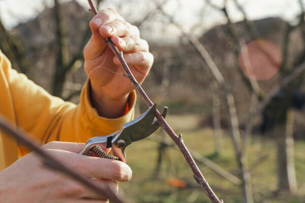 Обрезка деревьев в солнечный зимний день
