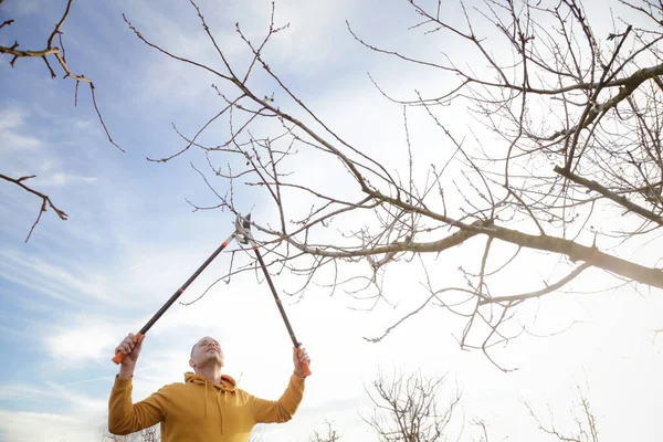 Poda Árboles Durante Soleado Día Invierno — Foto de Stock