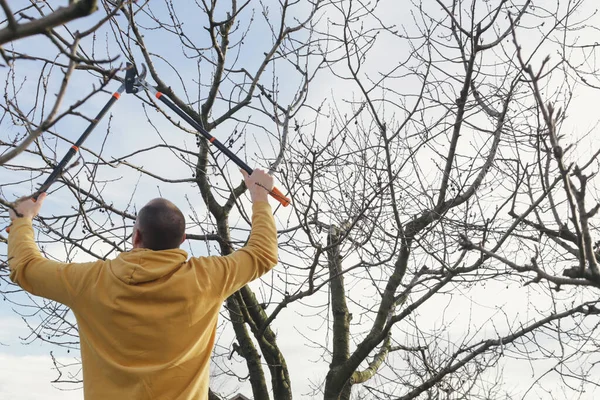 Almafa Metszése Napsütéses Téli Nap Folyamán — Stock Fotó