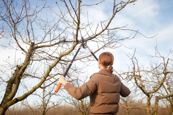 Tree Pruning Sunny Winter Day — Stock Photo, Image