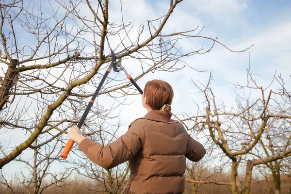 Tree Pruning Sunny Winter Day — Stock Photo, Image