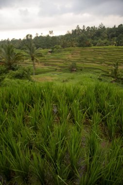 Yağmur mevsiminde Jatiluwih (Bali) pirinç tarlaları