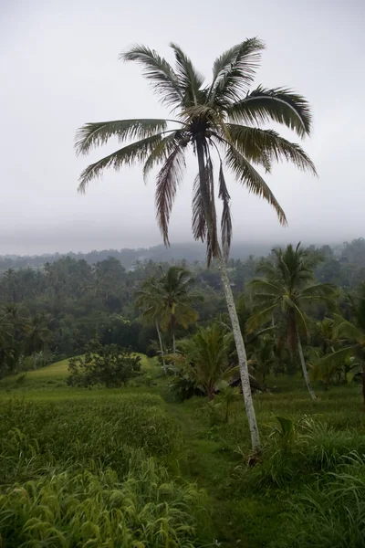 Yağmur Mevsiminde Jatiluwih Bali Pirinç Tarlaları — Stok fotoğraf