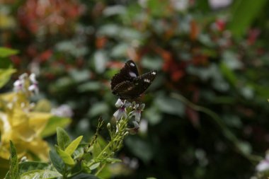 Bahçedeki siyah kelebek, açık hava fotoğrafı.