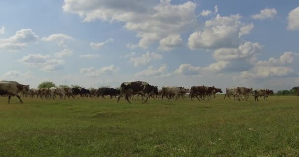 自然环境中的奶牛群在田园诗般的牧场上吃草 — 图库视频影像
