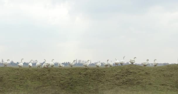 牧歌的な牧草地で自然環境の放牧でガチョウの群れ ロイヤリティフリーのストック動画