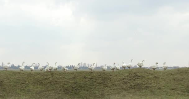 Stado Gęsi Środowisku Naturalnym Wypasanych Sielankowym Pastwisku Wideo Stockowe bez tantiem