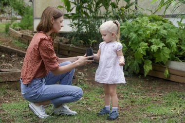 Tohum nakli işlemi. Kadın ve çocuk, toprağa ekilmeye hazır genç bitkileri tutuyor. Küçük kız annesiyle sebze bahçesinde vakit geçiriyor. Açık havada kaliteli aile zamanı.. 