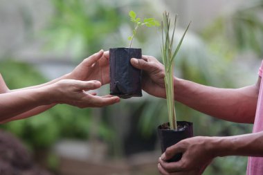 Organik sebze bahçesinde çalışmak, genç fidelerle ilgilenmek ve bahçedeki toprağa genç bitkileri nakletmek..