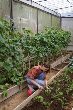 Serada sebze bahçesinde çalışan genç bir kadın. Sağlıklı organik gıda üreten küçük bir aile şirketi. Yerel çiftçi pazarları ve sürdürülebilirlik kavramı.