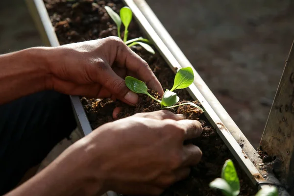 Biokertben Végzett Munka Fiatal Palánták Gondozása Fiatal Növények Kerti Talajba — Stock Fotó