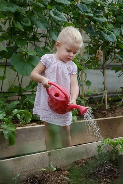 Pequena Menina Bonito Regar Plantas Com Lata Água Horta Orgânica — Fotografia de Stock