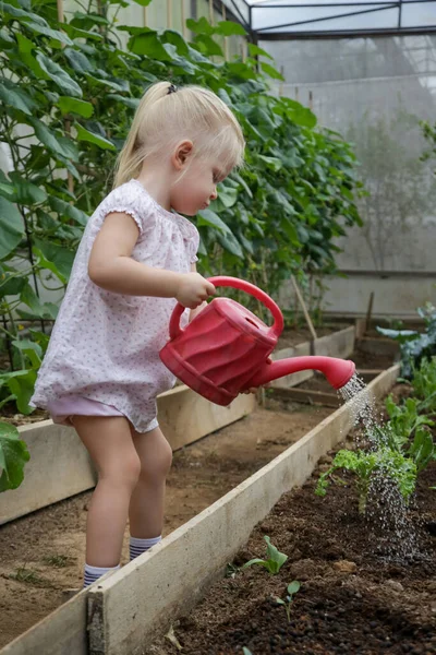 Cute Little Toddler Girl Watering Plants Water Can Organic Vegetable — Stock Photo, Image
