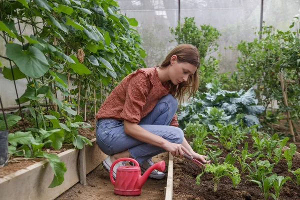 Mladá Žena Pracující Skleníkové Zahradě Malý Rodinný Podnik Zdravé Ekologické — Stock fotografie