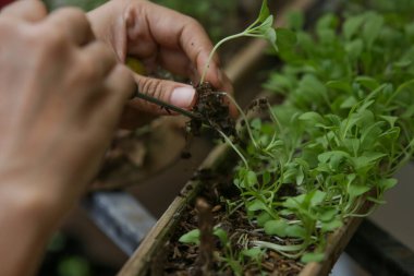Organik sebze bahçesinde çalışmak, genç fidelerle ilgilenmek ve bahçedeki toprağa genç bitkileri nakletmek..