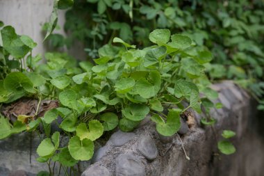 Organik sebze bahçesi, genç sebze bitkileri ve fidanlar.