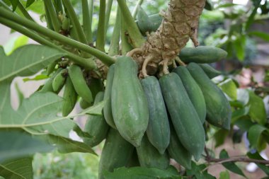 Papaya ağacında yeşil papaya grubu
