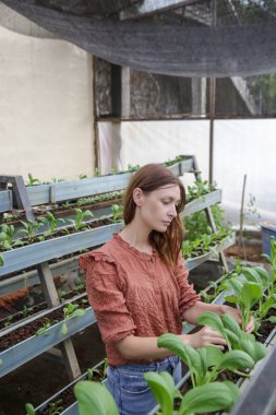 Serada sebze bahçesinde çalışan genç bir kadın. Sağlıklı organik gıda üreten küçük bir aile şirketi. Yerel çiftçi pazarları ve sürdürülebilirlik kavramı.