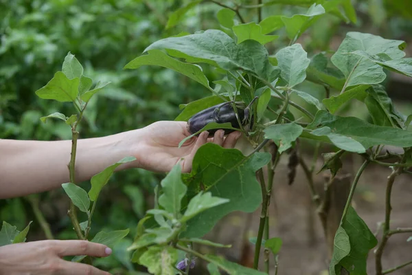 Bakłażan Organicznej Szklarni Warzywnej Dojrzewanie Teggplant Winorośli — Zdjęcie stockowe