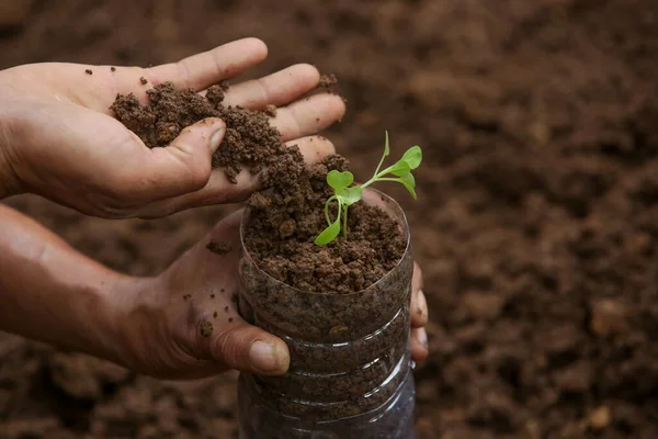 Trabalhando Horta Orgânica Cuidando Mudas Jovens Transplantando Plantas Jovens Para — Fotografia de Stock