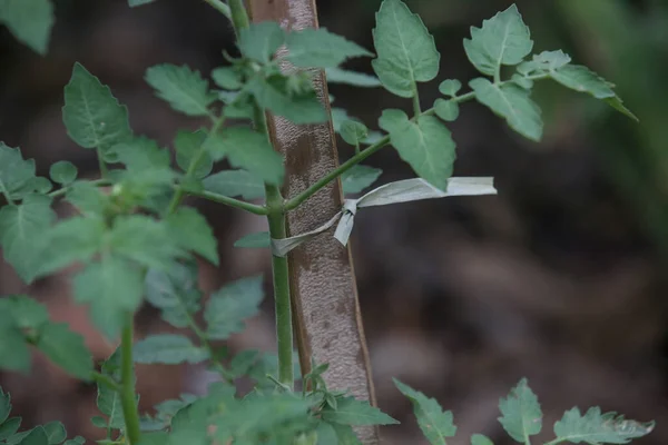 สวนผ นทร ชมะเข อเทศหน — ภาพถ่ายสต็อก