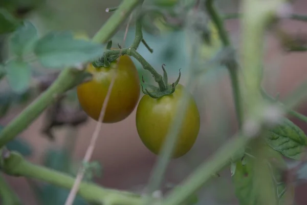 Plantas Tomate Estufa Vegetal Orgânica Tomates Amadurecendo Videira — Fotografia de Stock
