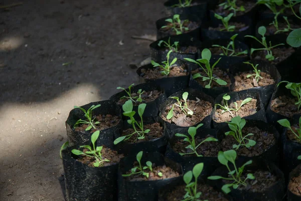 Органический Огород Молодые Овощные Растения Саженцы Вблизи — стоковое фото