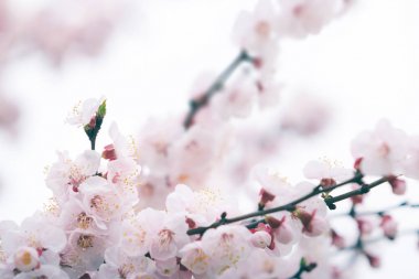 Yumuşak odak, arka plan bahar kiraz çiçeği