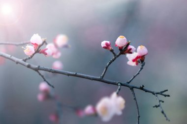 Yumuşak odak, arka plan bahar kiraz çiçeği