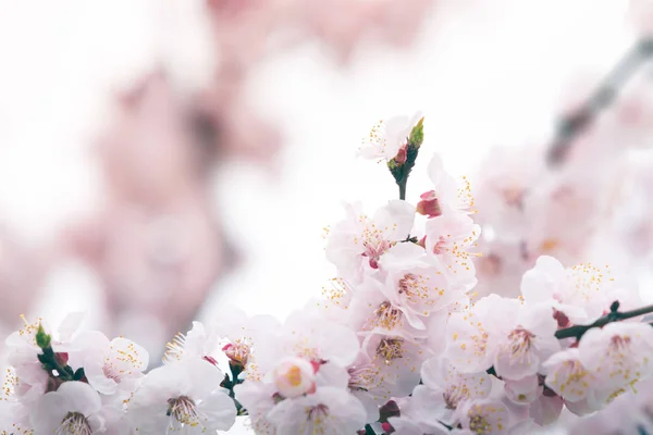樱花在春天与软焦点，背景 — 图库照片