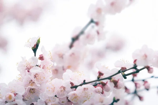 Kersenbloesem in de lente met soft focus ondervraagt achtergrond — Stockfoto