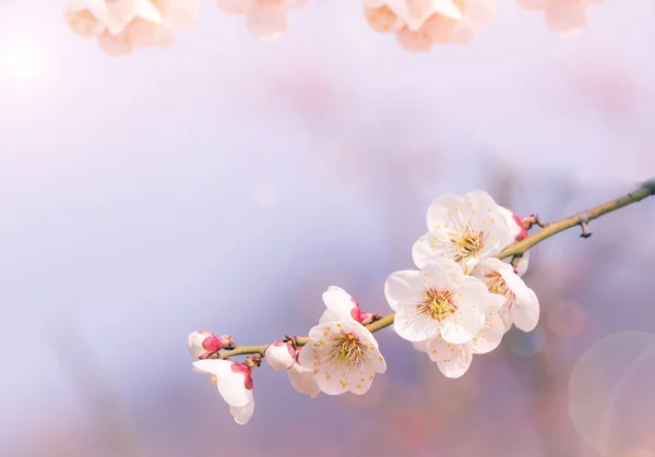 Astratto Cherry Blossom of Love, Focus morbido, sfondo — Foto Stock