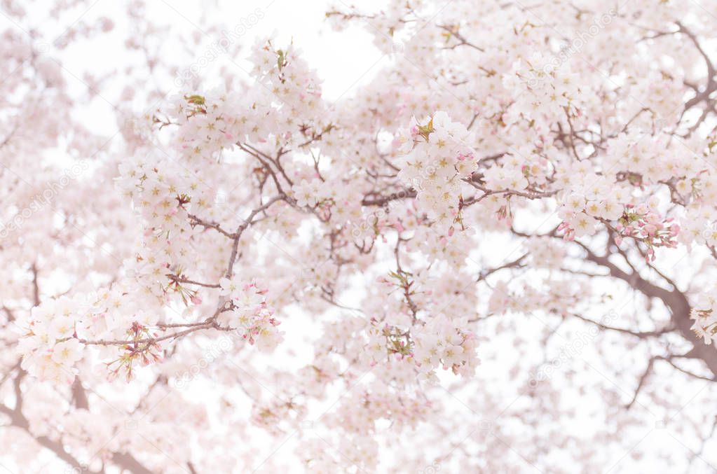 abstract cherry blossom Soft focus, Background