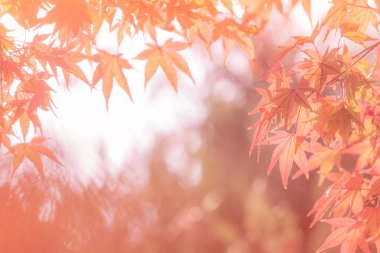 Sonbahar arka yumuşak odak