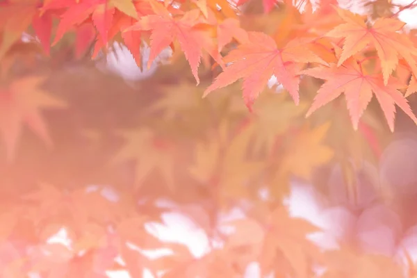 Hösten abstrakta bakgrunder mjukt fokus — Stockfoto