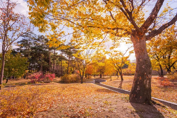 Feuilles d'automne dans le parc. — Photo